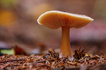 a tasty fungus in multi colored autumn forest