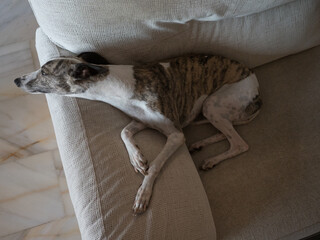 Whippet brindle and white purebreed dog resting at home lying donwn