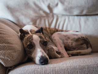 Whippet brindle and white purebreed dog resting at home lying donwn