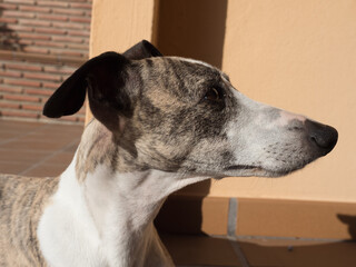 Whippet brindle and white purebreed dog resting at home lying donwn