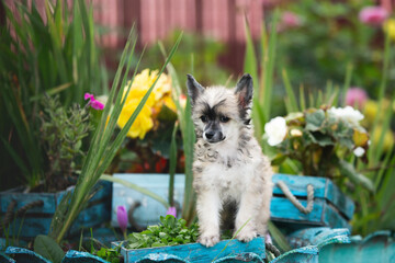 Portrait of cute powderpuff chinese crested dog sitting in the flowerbed. Image of lovely fluffy puppy