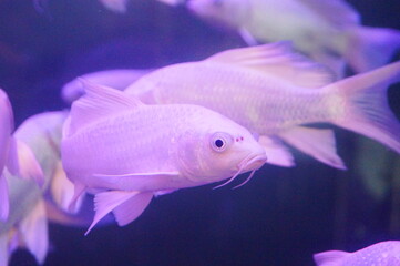 White Koi
