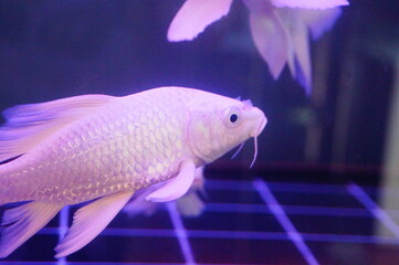 White Koi