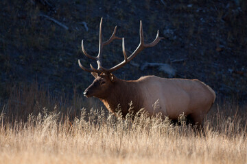 Naklejka na ściany i meble Magnificent Royal 6 point Bull Elk walking from shadows into Morning Sunlight