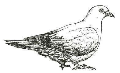 Hand drawn sketch of a pigeon