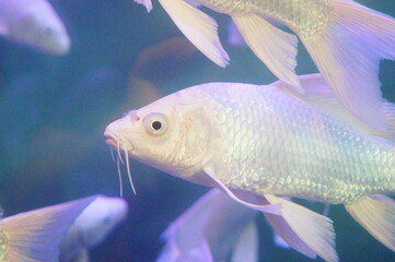 White Koi