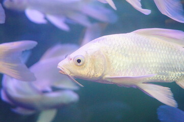 White Koi