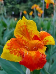 Orange poppy flower in the garden