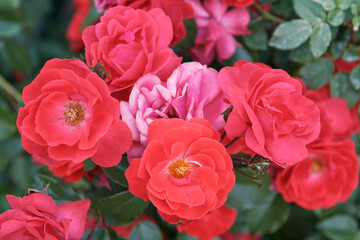 Red roses with blurred green leaves in the background