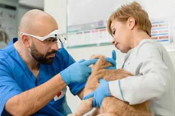Veterinarian doctor with assistant checking Scottish fold cat in vet clinic
