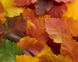Colorful and bright - green, yellow, orange and red - autumn leaves background. Nature, fall season concept. Foliage. Outdoor. Copy space, flat lay, top view.