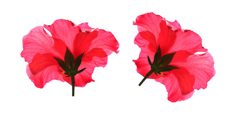 exotic hibiscus flowers. bright large flower of red hibiscus isolated on white background
