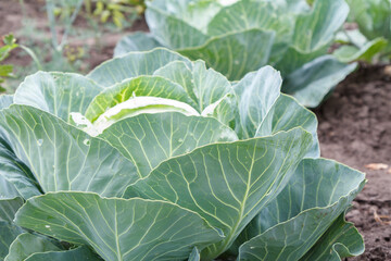 Young green head of cabbage in the garden.