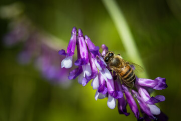 Bee on a purple flower collecting pollen and nectar for the hive