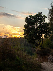tree on the cliff sunset