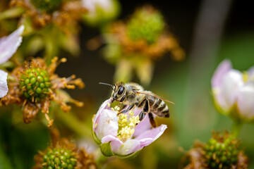 Bee on a white blackberry flower collecting pollen and nectar for the hive