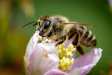 Bee on a white blackberry flower collecting pollen and nectar for the hive