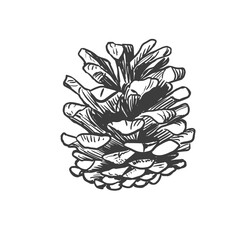 Sketch winter pine cone. Hand drawn isolated christmas pinecone