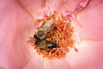 Bee on a pink rose gathering pollen and nectar