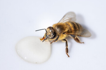 Healthy honey bee sucking a drop of honey
