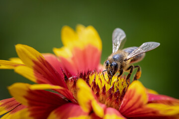 Bee on a orange flower collecting pollen and nectar for the hive