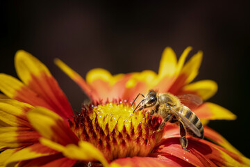 Bee on a orange flower collecting pollen and nectar for the hive