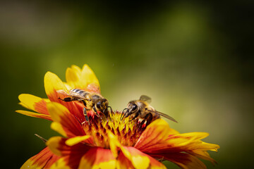 Bee on a orange flower collecting pollen and nectar for the hive