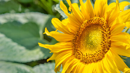 Sunflower on a field during hot summer day.