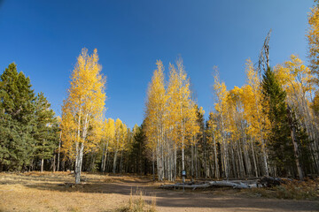 Beautiful fall color around the famous Arizona Snowbowl