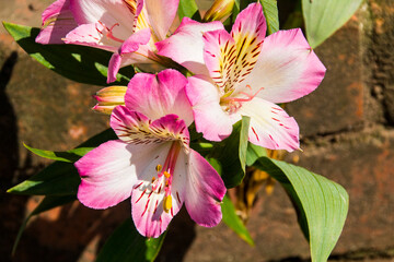 Close up of Pink Alstromerias Growing in the Garden