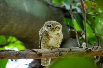 Spotted owlet on a tree 
