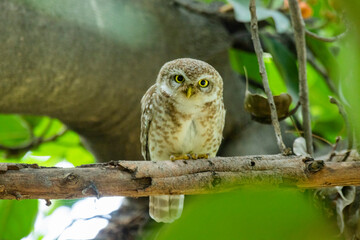 Spotted owlet on a tree 