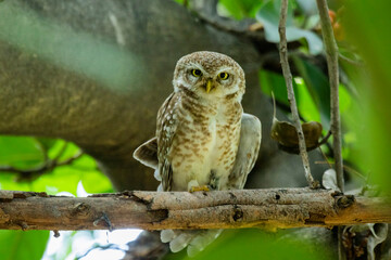 Spotted owlet on a tree 