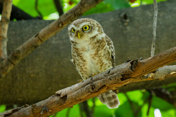 Spotted owlet on a tree 