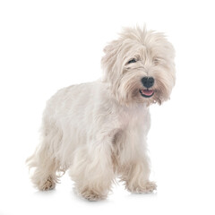 West Highland White Terrier