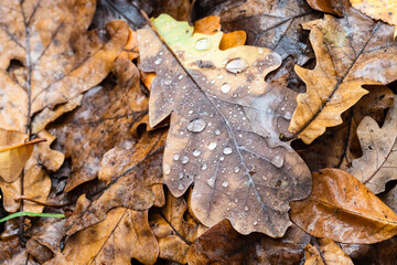 fallen leaf of oak tree with raindrops close up at meadow in forest on rainy autumn day (focus on foreground of upper leaf)