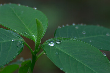 After the rain drops water dripping through the cable.