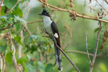 Jacobin cuckoo sitting on a branch