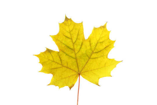 Autumn yellow maple leaf isolated on white