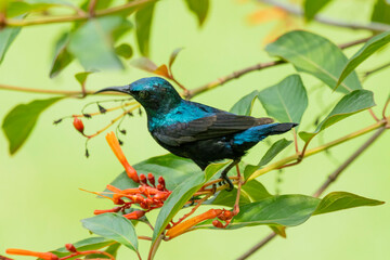 The purple sunbird male, perching