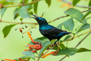 The purple sunbird male, perching