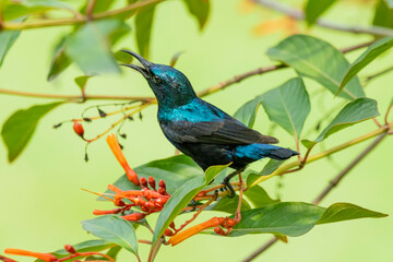 The purple sunbird male, perching