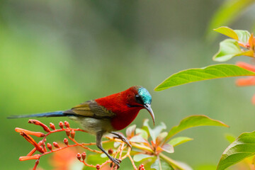 The purple sunbird male, perching