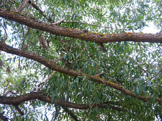 thick branches of a willow tree against the sky