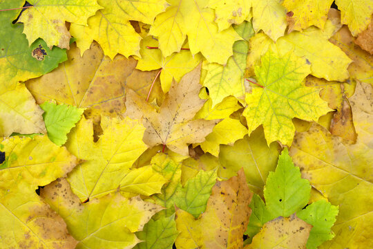 Background of autumn yellow maple leaves