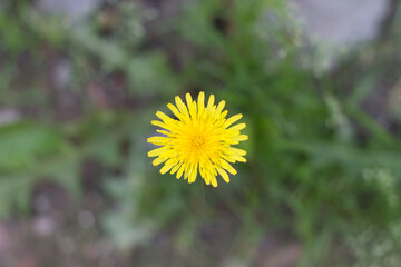 yellow dandelion growing in a green meadow