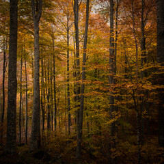 Autumn trees in the woods with colorful foliage, forming a vertical pattern background