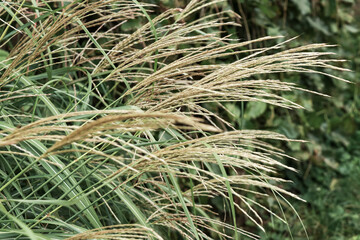 Perennial cereal weeds. Natural green background with panicles