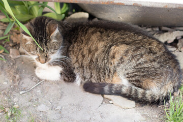 gray cat sleeping in the garden in summer