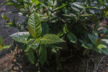 selective photography focus on leaves in the garden